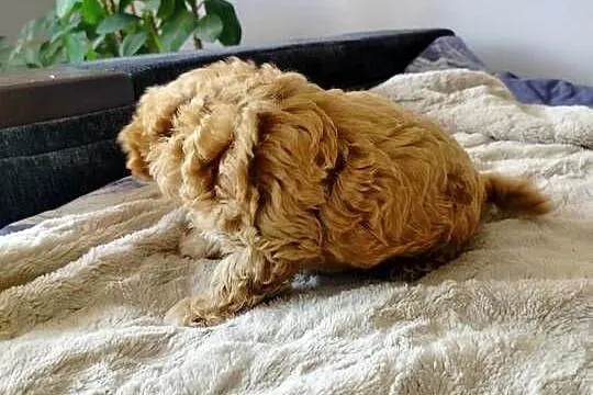Maltipoo, Świętokrzyskie, Dąbrowa Górna