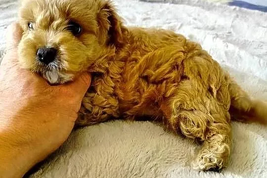 Maltipoo, Świętokrzyskie, Dąbrowa Górna