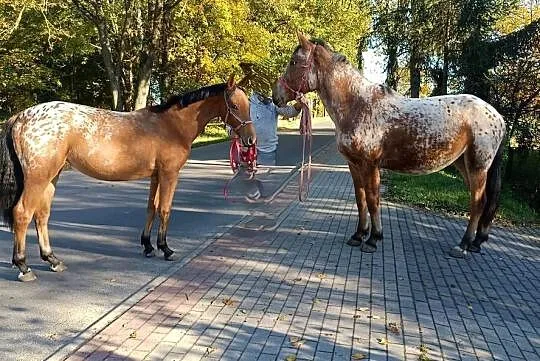 tarantowate klacze, Wielkopolskie, Oborniki