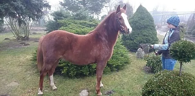 Kuc 140 cm 6 lat -sokoł