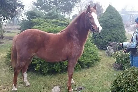 kuc 140 cm 6 lat -sokoł