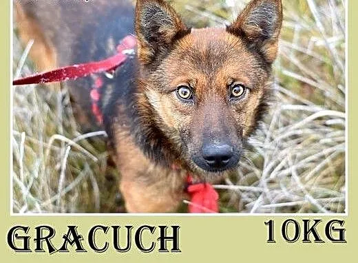 9kg,mały,wesoły,łagodny piesek GRACUCH.Adopcja, d