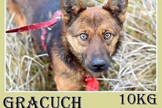 9kg,mały,wesoły,łagodny piesek GRACUCH.Adopcja,  d