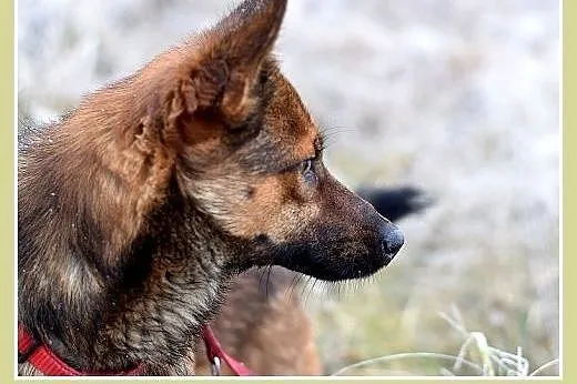 9kg,mały,wesoły,łagodny piesek GRACUCH.Adopcja,  d