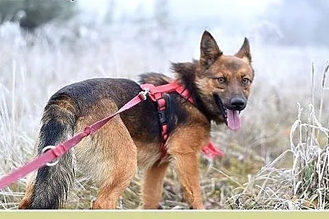 9kg,mały,wesoły,łagodny piesek GRACUCH.Adopcja,  d