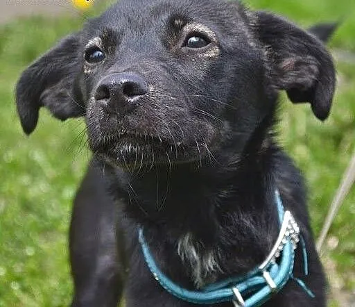Czili - młoda suczka, czeka na adopcję, śląskie R