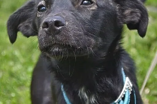 Czili - młoda suczka, czeka na adopcję, śląskie Ruda Śląska