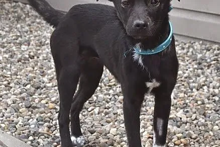 Czili - młoda suczka, czeka na adopcję,  śląskie R