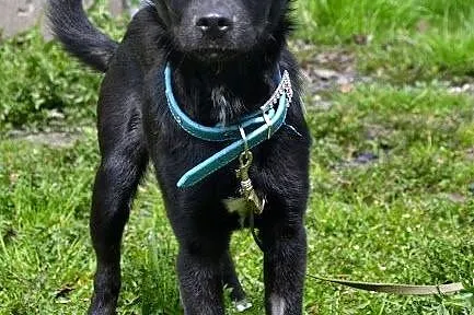 Czili - młoda suczka, czeka na adopcję,  śląskie R