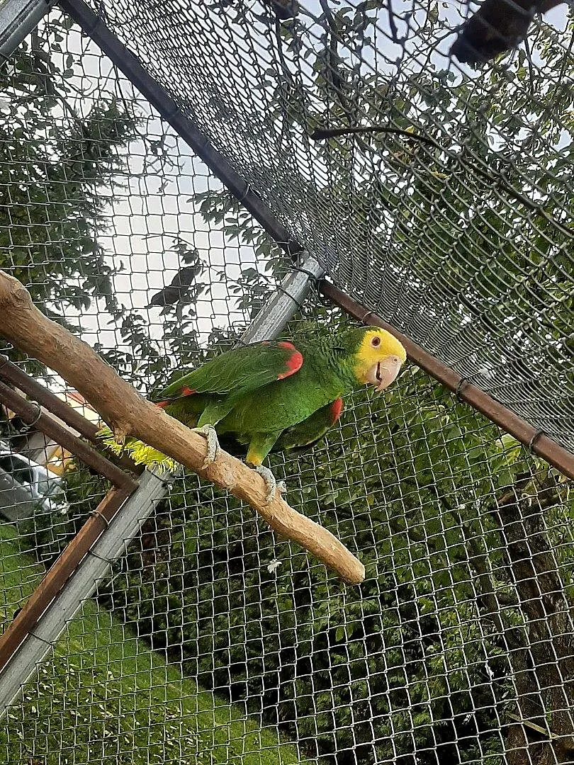 Amazonki żółtogardłe (oratrix), Małopolskie, Skała