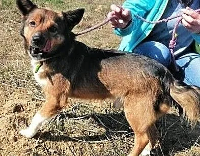 KUMPEL - 9 kg, kochany, psiak traci nadzieję w schronisku, Mazowieckie, Warszawa