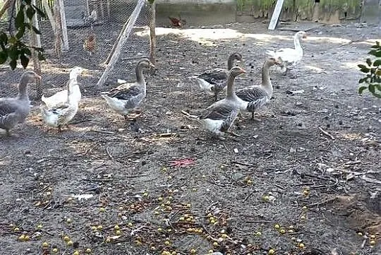 Gąski, Wielkopolskie, Krzymów