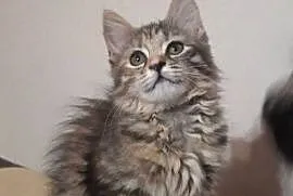 Maine Coon MCO