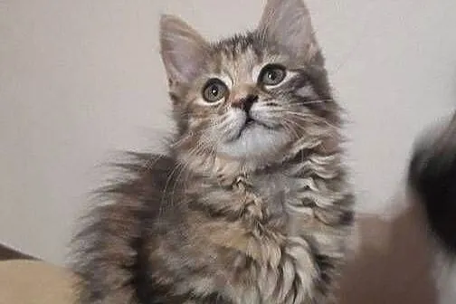 Maine Coon MCO