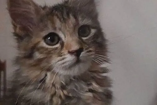 Maine Coon MCO, Świętokrzyskie, Polesie Mikułowskie
