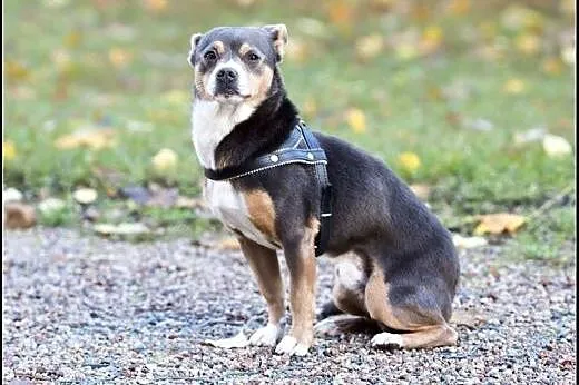 YOGI  8kg psiak do pokochania od zaraz!,  mazowiec