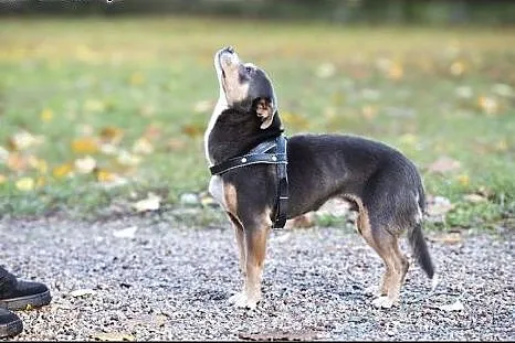 YOGI  8kg psiak do pokochania od zaraz!,  mazowiec