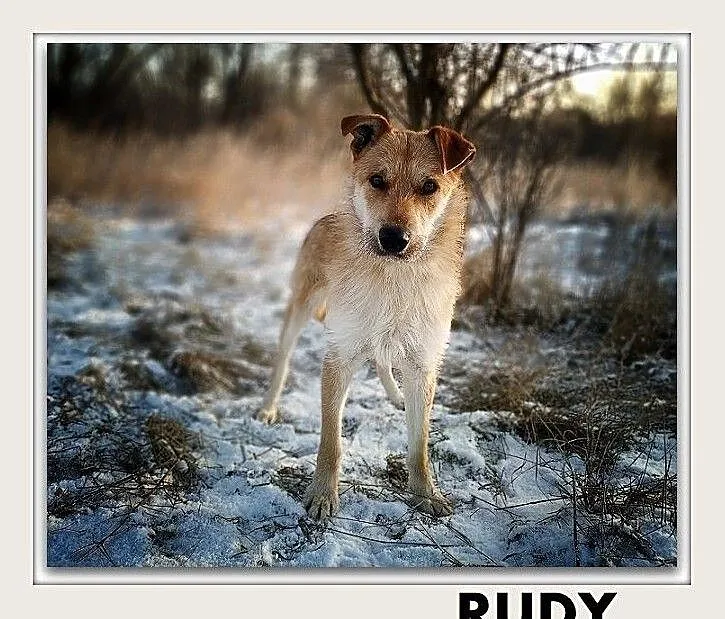 RUDY,1,5roku,średni,łagodny,aktywny,szczepiony piesek RUDY.ADOPCJA, Mazowieckie, Warszawa