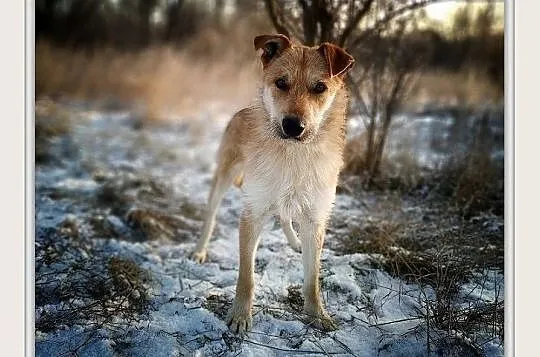 RUDY,1,5roku,średni,łagodny,aktywny,szczepiony piesek RUDY.ADOPCJA, Mazowieckie, Warszawa