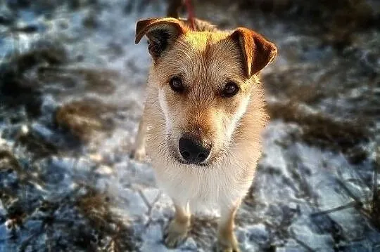 RUDY,1,5roku,średni,łagodny,aktywny,szczepiony piesek RUDY.ADOPCJA, Mazowieckie, Warszawa