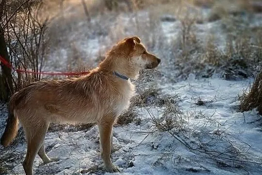 RUDY,1,5roku,średni,łagodny,aktywny,szczepiony piesek RUDY.ADOPCJA, Mazowieckie, Warszawa