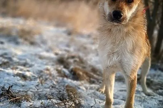 RUDY,1,5roku,średni,łagodny,aktywny,szczepiony piesek RUDY.ADOPCJA, Mazowieckie, Warszawa