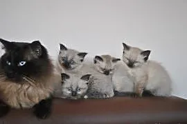 Najpiękniejsze Koty Syberyjskie Neva Masqerade z R, Sosnowiec