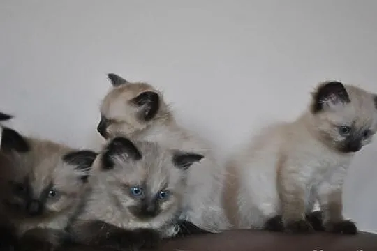 Najpiękniejsze Koty Syberyjskie Neva Masqerade z R