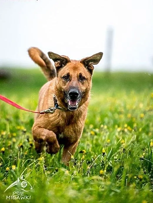 Korin poleca się do adopcji na stałe :), mazowiec