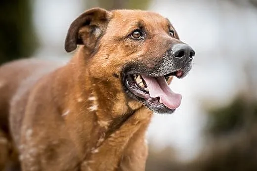 Korin poleca się do adopcji na stałe :),  mazowiec