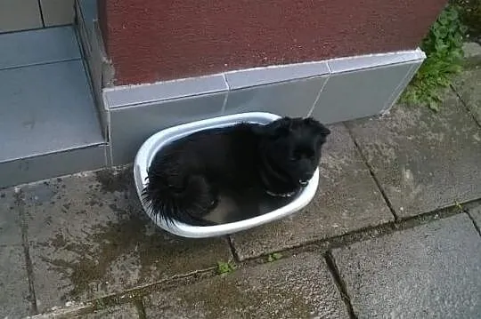 Malutki kanapowiec MIKI – adopcja PILNA! Pies trac