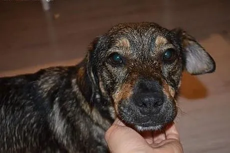 Loretta - piękna, grzeczna i kochana ,  mazowiecki