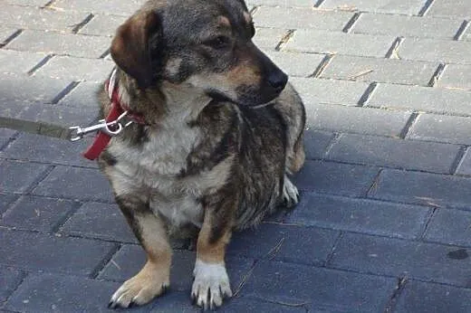 Loretta - piękna, grzeczna i kochana ,  mazowiecki