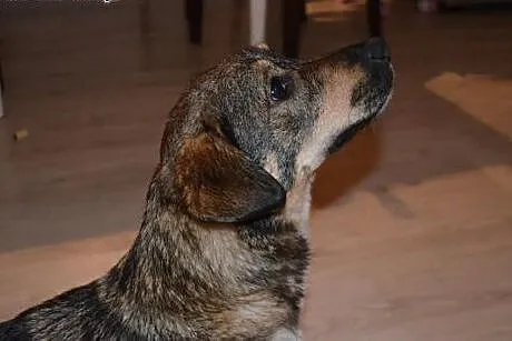 Loretta - piękna, grzeczna i kochana ,  mazowiecki