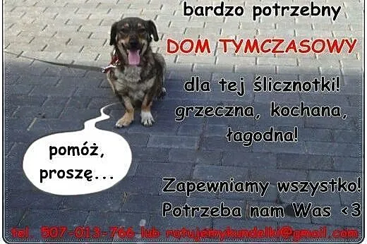 Loretta - piękna, grzeczna i kochana ,  mazowiecki