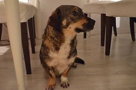 Loretta - piękna, grzeczna i kochana ,  mazowiecki