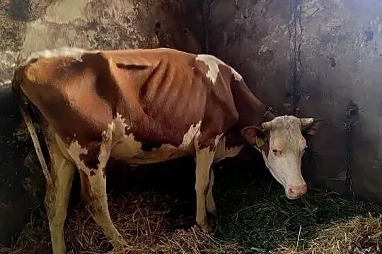 Krowy hf z sumentalem mleczne, Lubelskie, Zamość