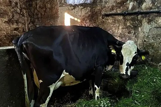 Krowy hf z sumentalem mleczne, Lubelskie, Zamość