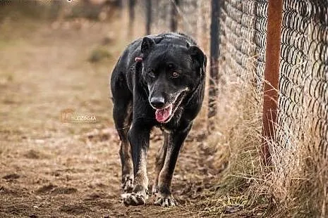 Mądry, kochany Homer traci nadzieję na dom...,  wi