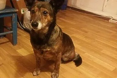 Szara szuka domku gdzie będzie kochana adoptuj ją,  mazowieckie Warszawa