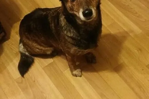 Szara szuka domku gdzie będzie kochana adoptuj ją,