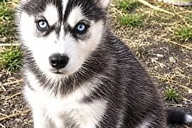 Husky szczenię szuka domu