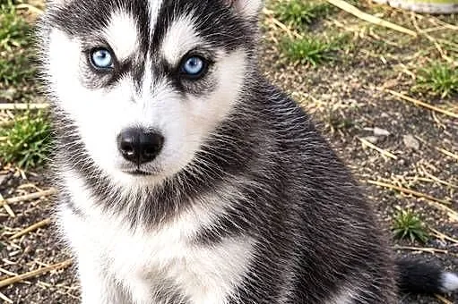 Husky szczenię szuka domu, Świętokrzyskie, Jędrzejów