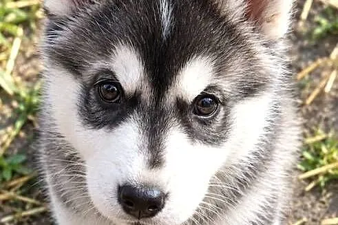 Husky szczenię szuka domu, Świętokrzyskie, Jędrzejów