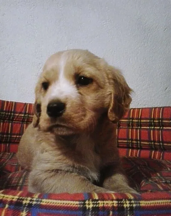 Urocza suczka do adopcji!