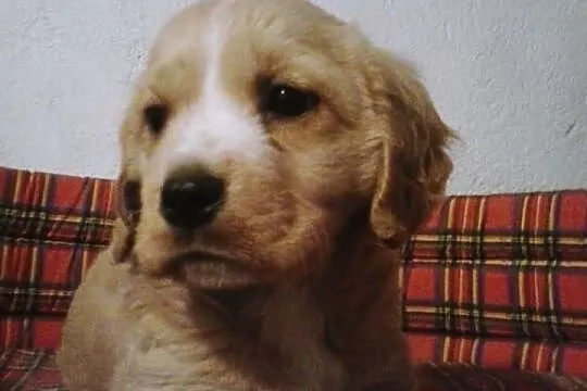 Urocza suczka do adopcji!
