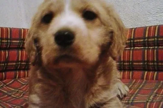 Urocza suczka do adopcji!