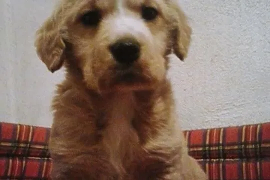 Urocza suczka do adopcji!