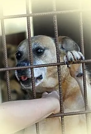 Tedi -Adoptuj-Pokochaj-Ocal od zapomnienia