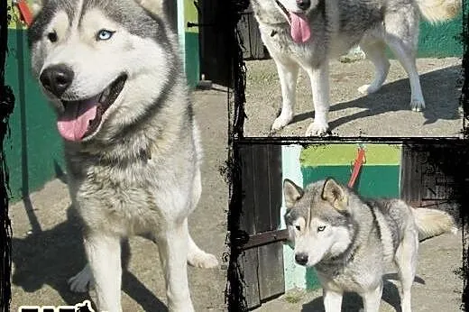 WITO- wesoły i łagodny pies husky do adopcji,  mał